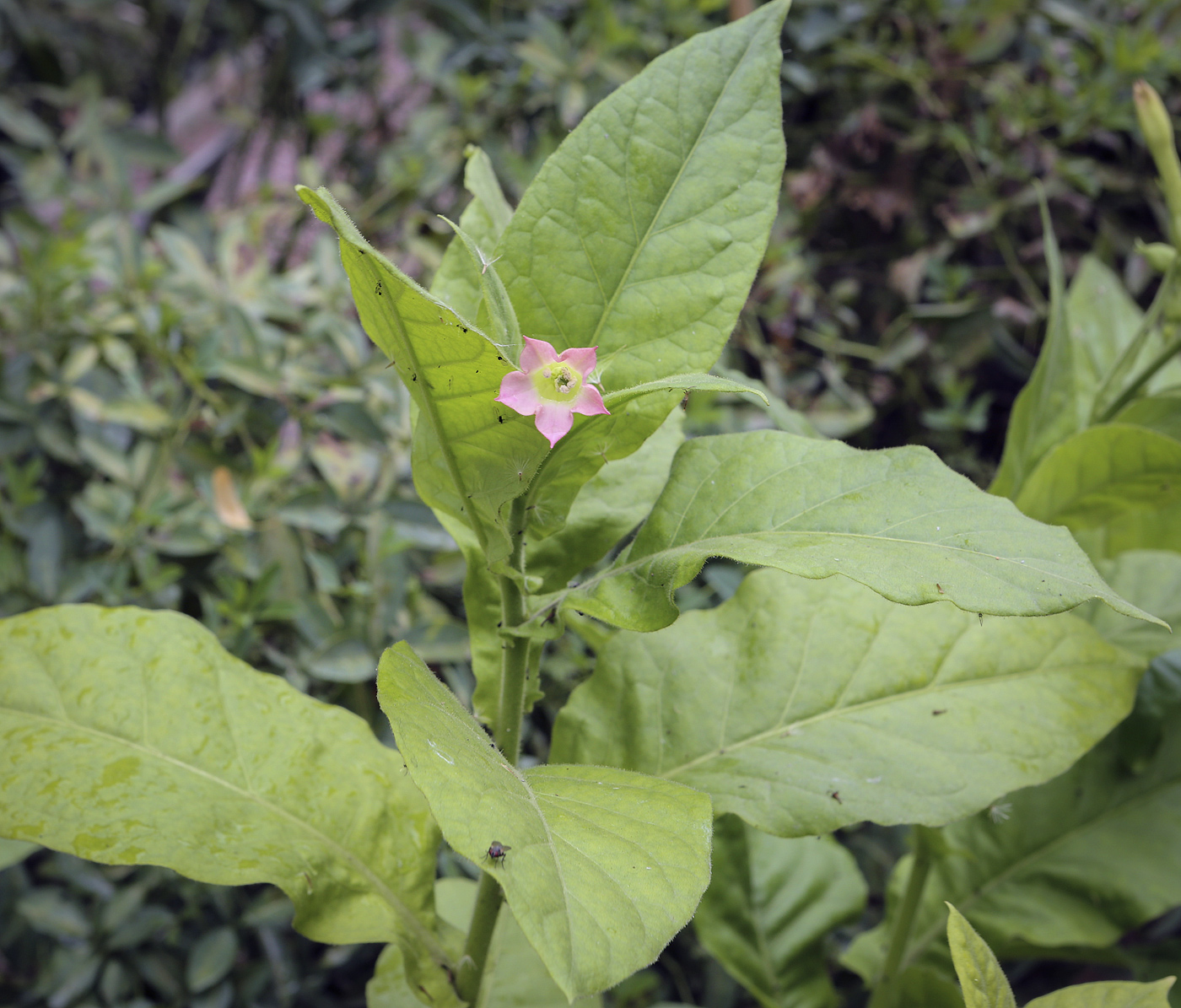 Image of Nicotiana tabacum specimen.