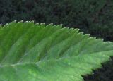 genus Angelica