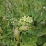 Angelica sylvestris