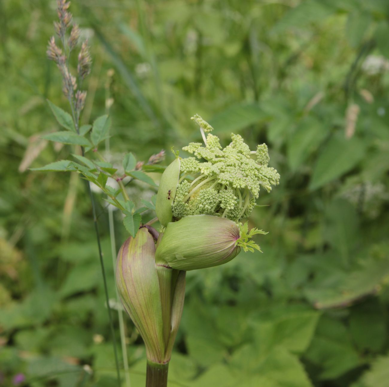 Изображение особи Angelica sylvestris.