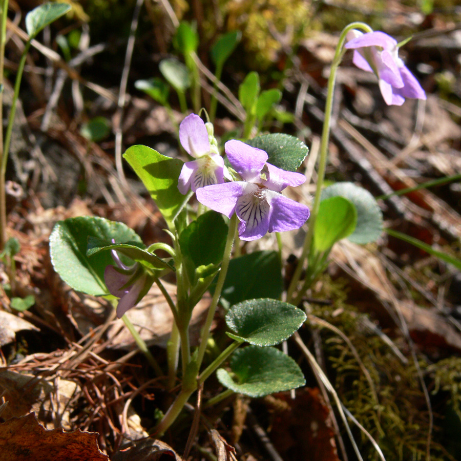 Image of Viola rupestris specimen.