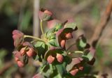 genus Euphorbia. Верхушка расцветающего растения. Северная Осетия, Ирафский р-н, турбаза \"Порог неба\", хр. Танадор, западное подножие горы Кубус, около 1700 м н.у.м., опушка берёзовой рощицы. 03.05.2022.