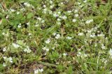 Cerastium semidecandrum