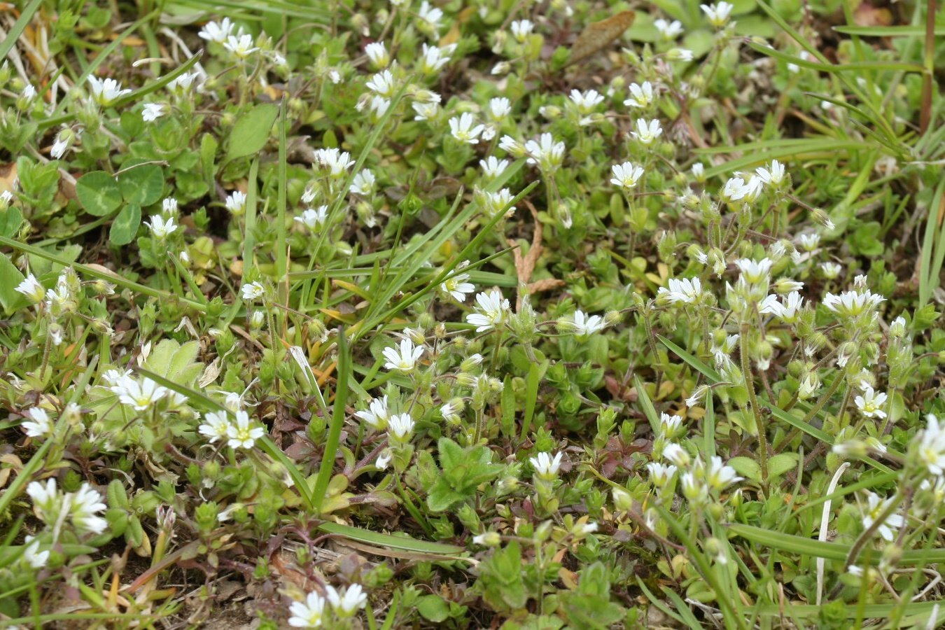 Изображение особи Cerastium semidecandrum.