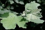 Image of taxon representative. Author is Артем Федоровцев
