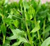 Asperugo procumbens