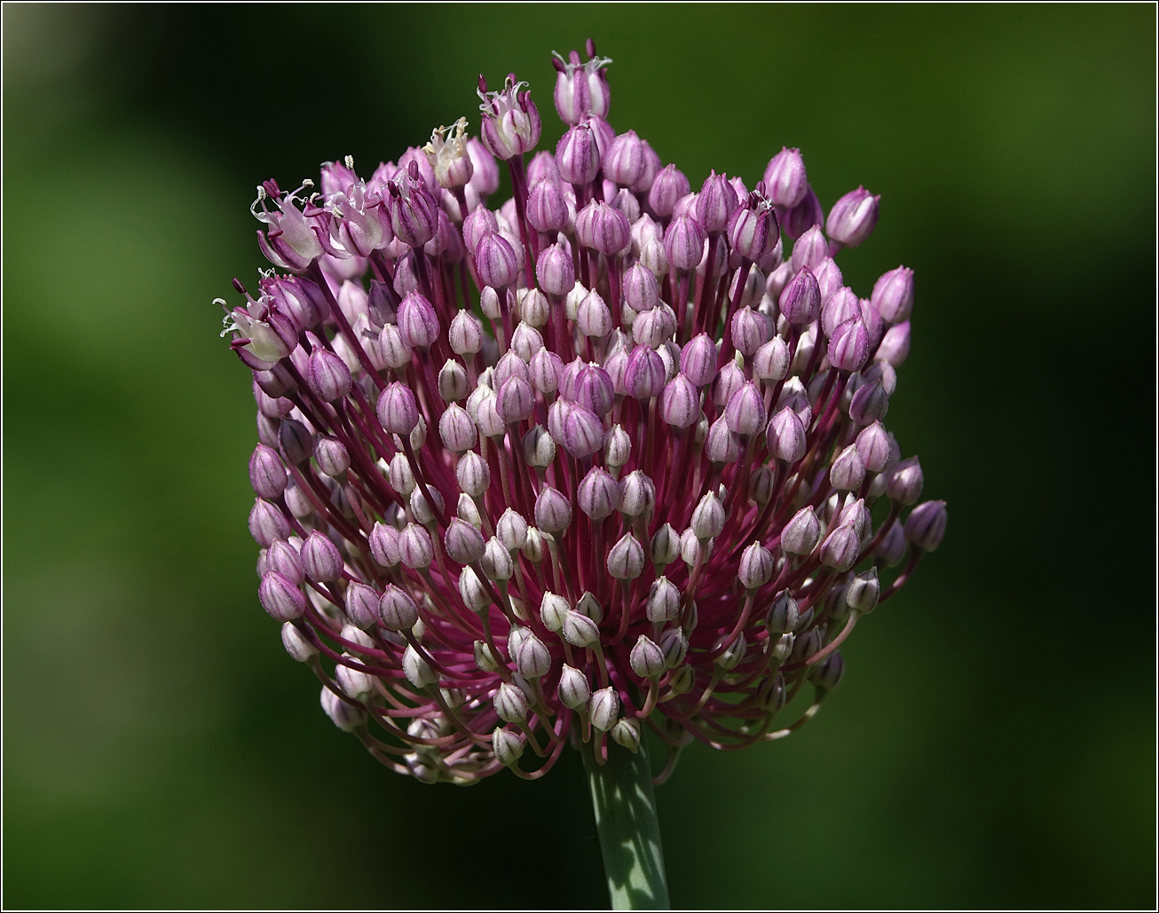 Изображение особи Allium porrum.