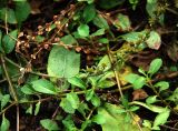 Veronica officinalis