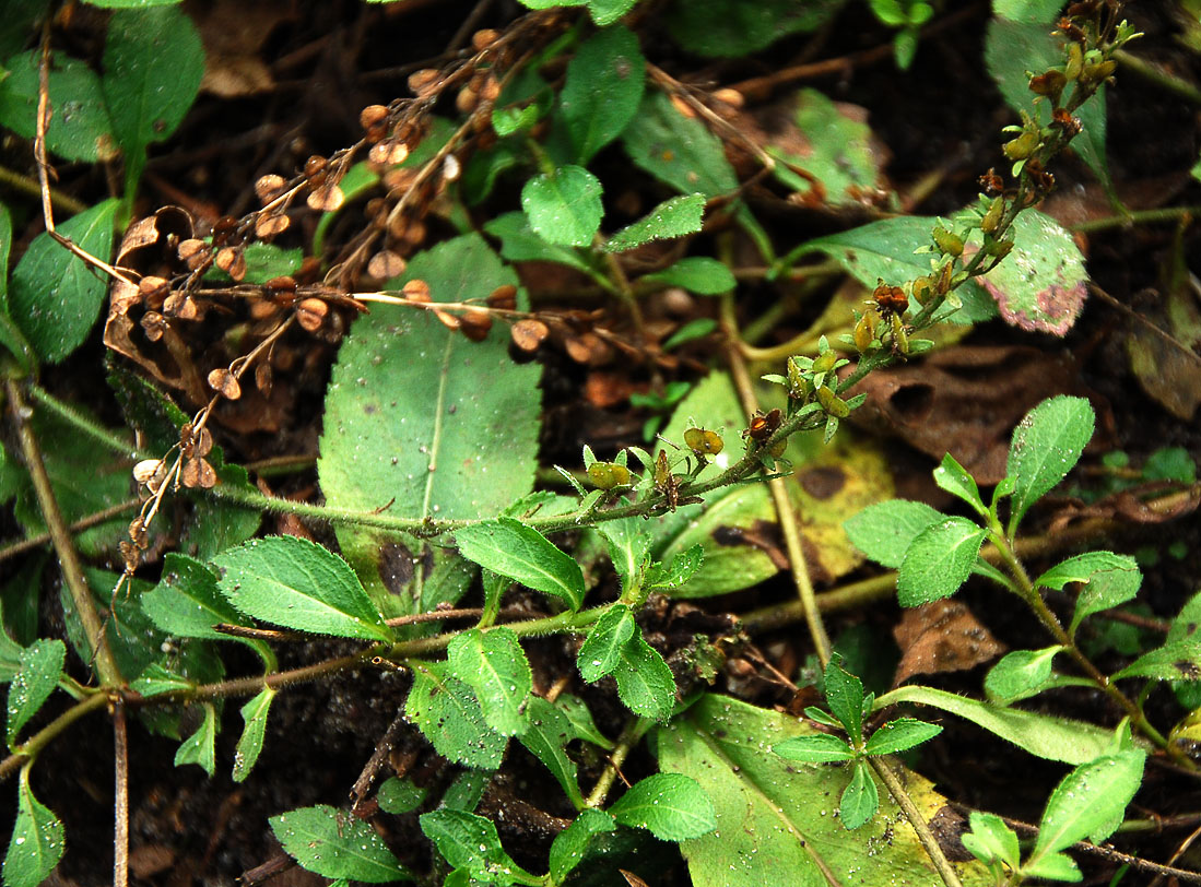 Image of Veronica officinalis specimen.