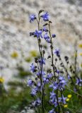 Campanula sarmatica