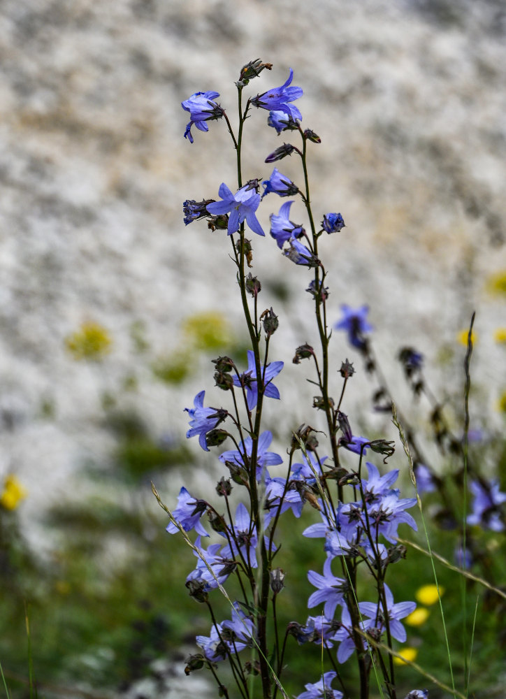 Image of Campanula sarmatica specimen.