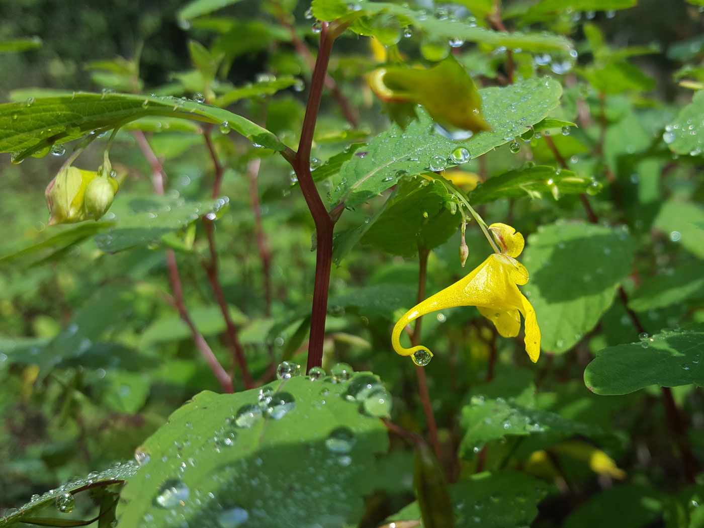 Image of Impatiens noli-tangere specimen.