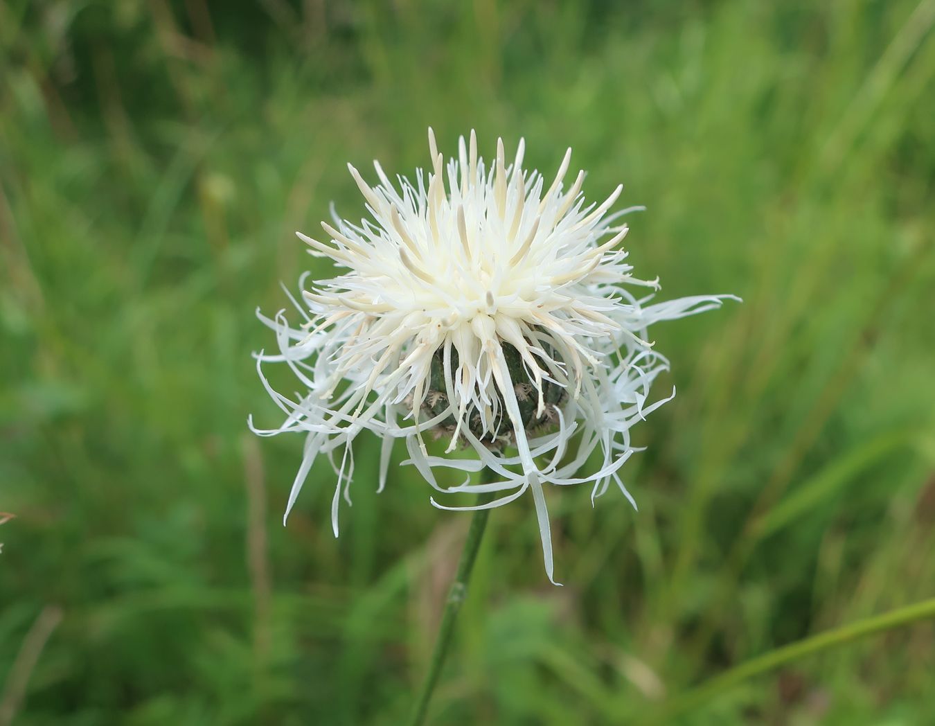 Image of Centaurea scabiosa specimen.