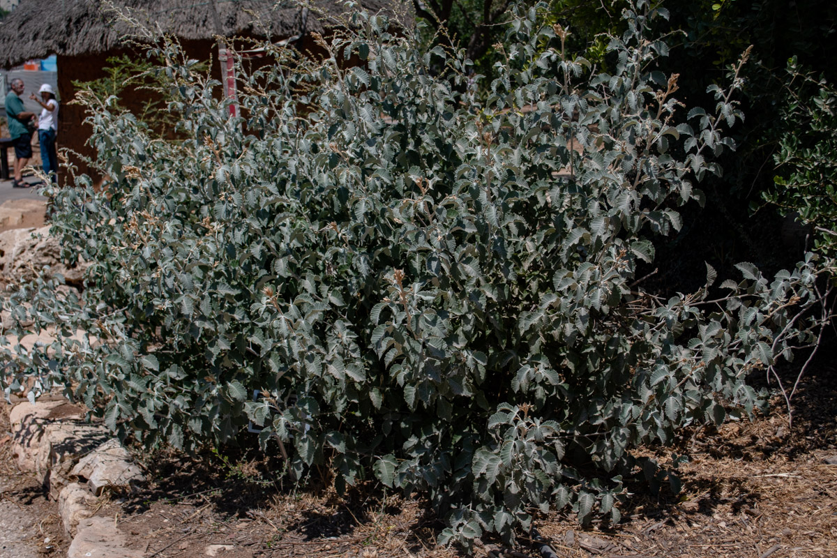 Image of Searsia batophylla specimen.