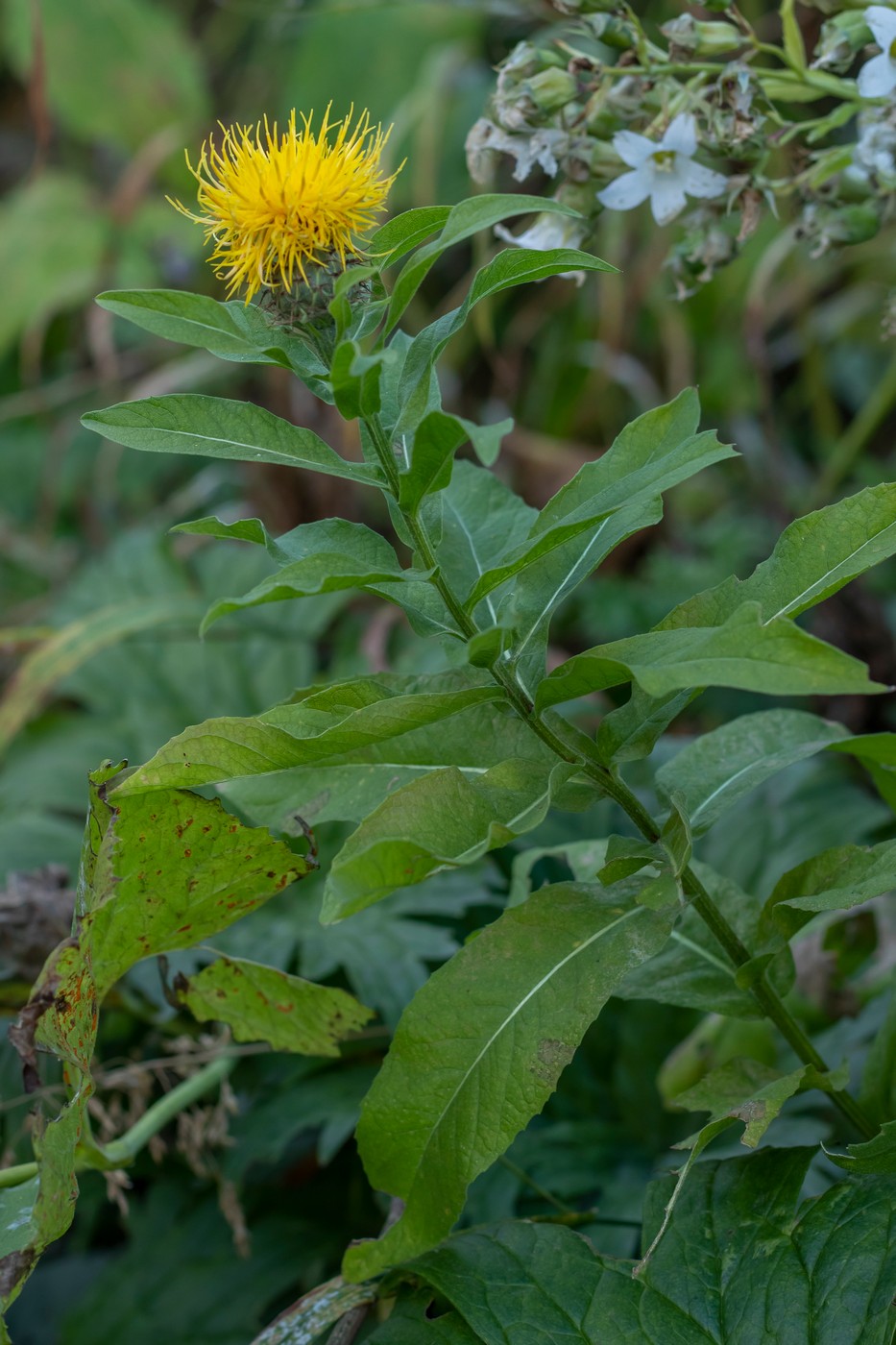 Изображение особи Grossheimia polyphylla.