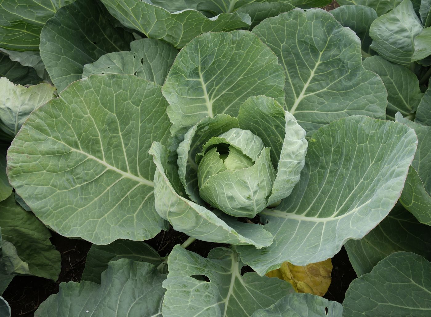 Изображение особи Brassica oleracea var. capitata.