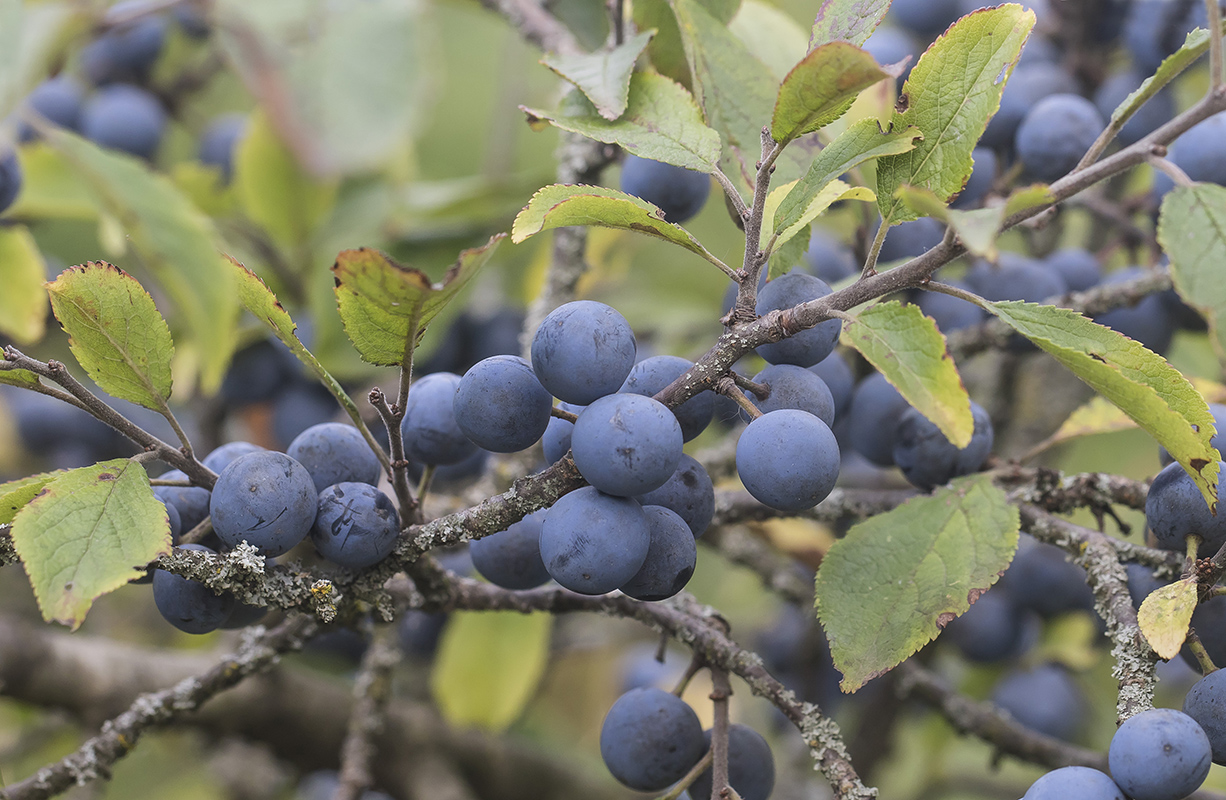 Image of Prunus stepposa specimen.