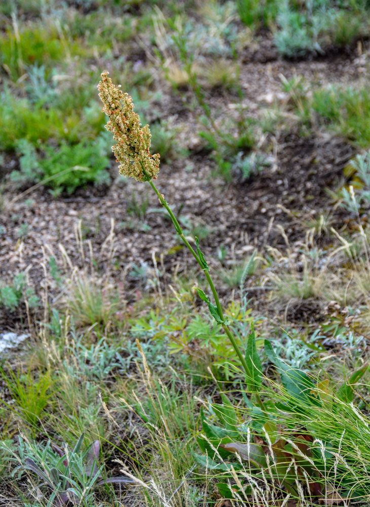 Изображение особи Rumex acetosa.