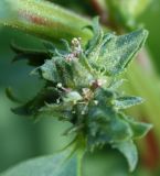 Atriplex kuzenevae