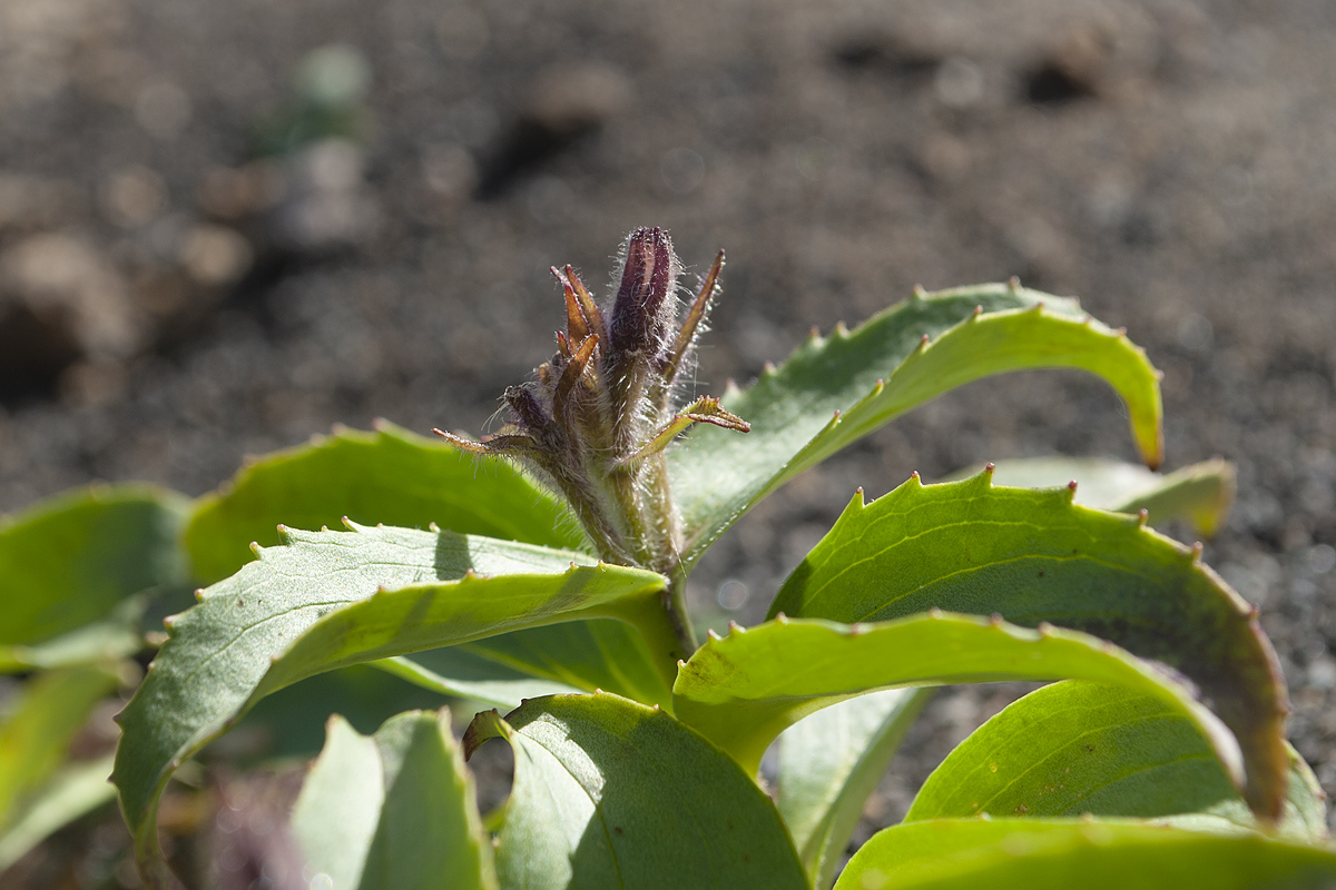 Image of Pennellianthus frutescens specimen.