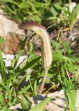 Arisarum vulgare. Соцветие. Турция, пров. Анталья, национальный парк \"Олимпос-Бейдаглары\", бухта Чиралы, развалины античного г. Олимпоса. 03.01.2022.