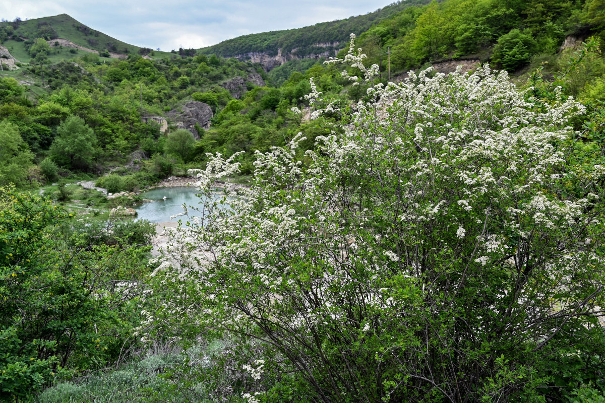 Image of Spiraea hypericifolia specimen.