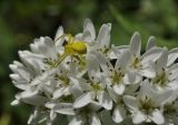 Lysimachia barystachys. Цветки с охотящимся пауком. Приморский край, Уссурийский гор. округ, окр. с. Монакино, небольшая сопка, поляна в широколиственном лесу. 13.07.2022.