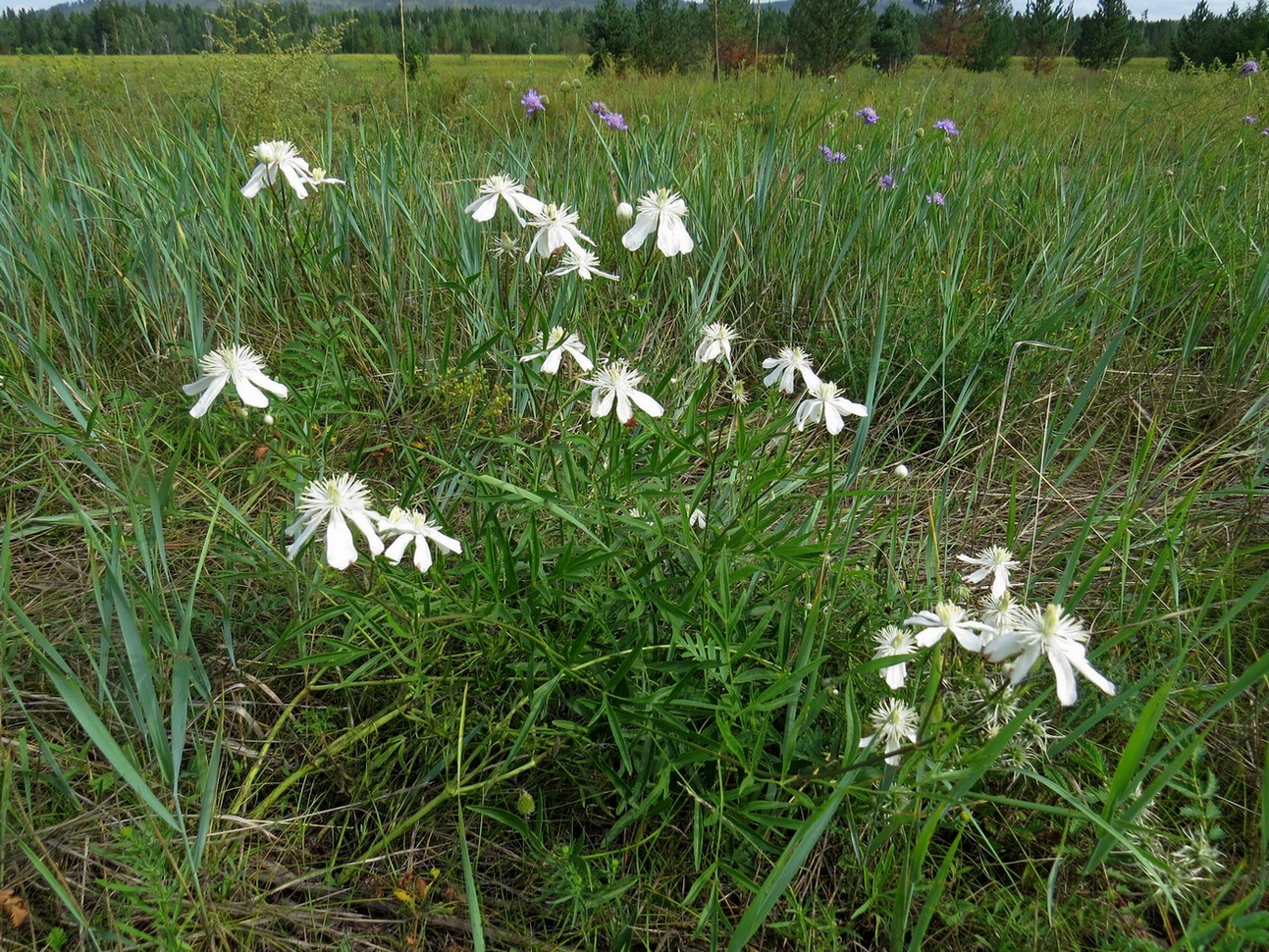 Image of Clematis hexapetala specimen.