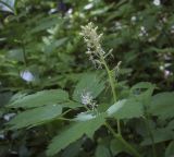 Actaea spicata. Верхушка растения в с отцветшими соцветиями с завязями. Ярославская обл., г. Переславль-Залесский, дендрологический парк им. С. Ф. Харитонова, опушка. 12.06.2022.