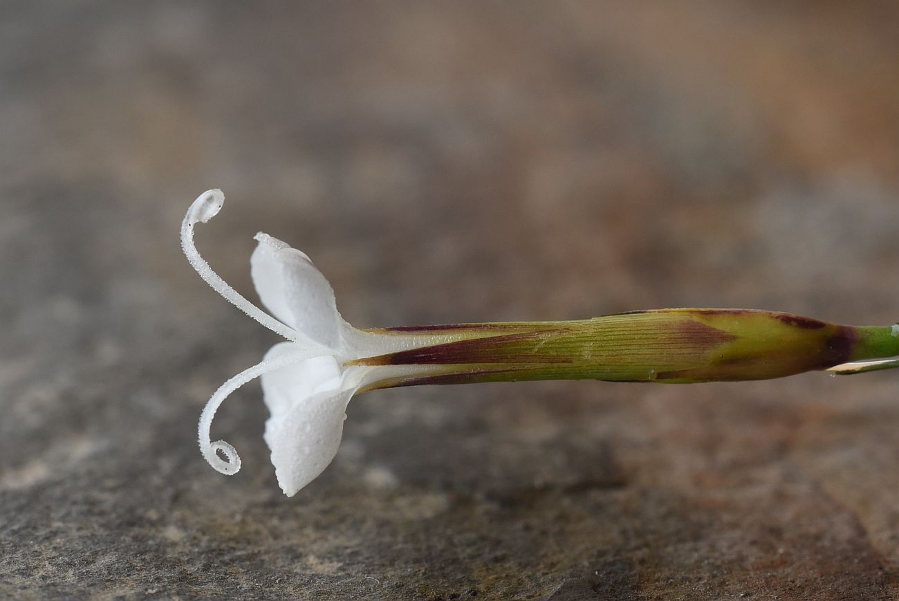 Изображение особи Dianthus cretaceus.