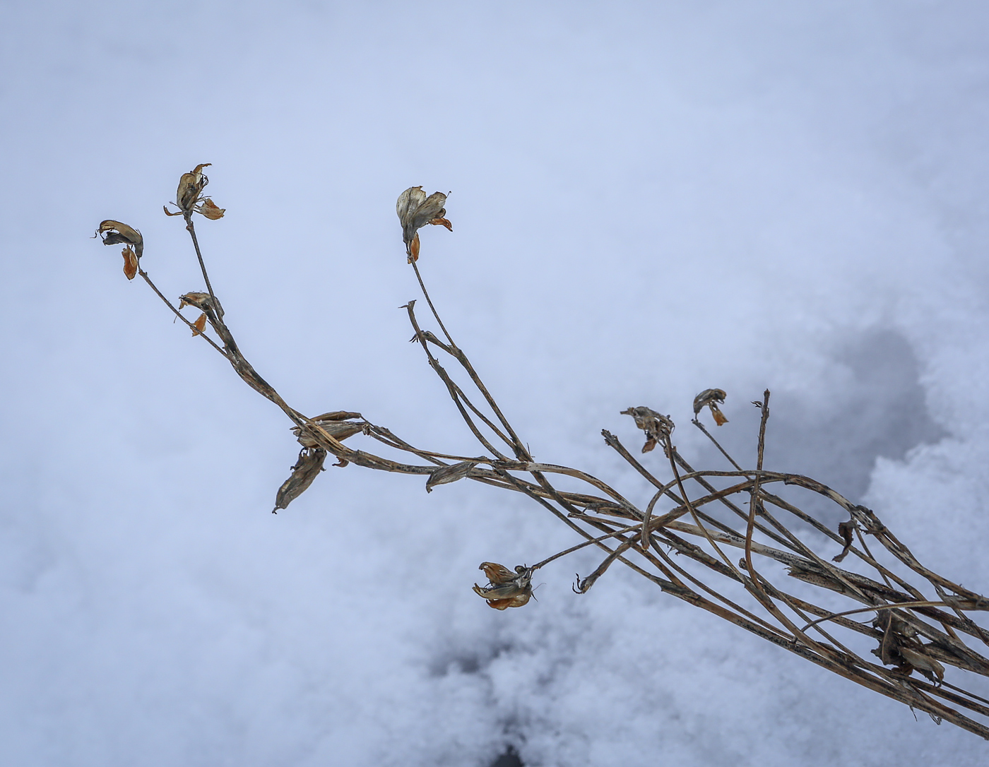 Изображение особи семейство Fabaceae.