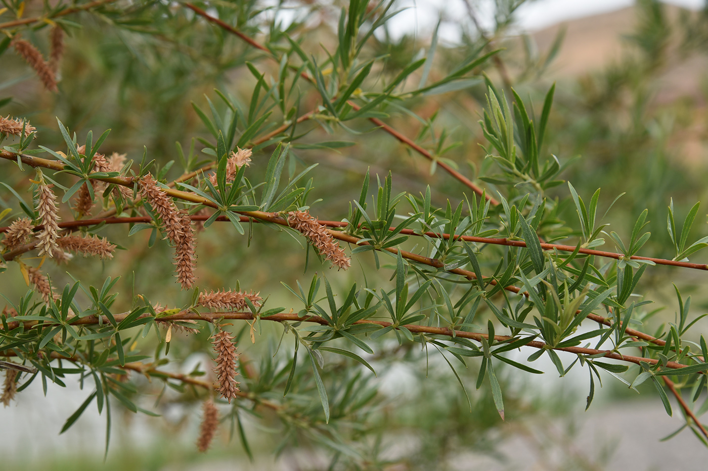 Изображение особи Salix wilhelmsiana.