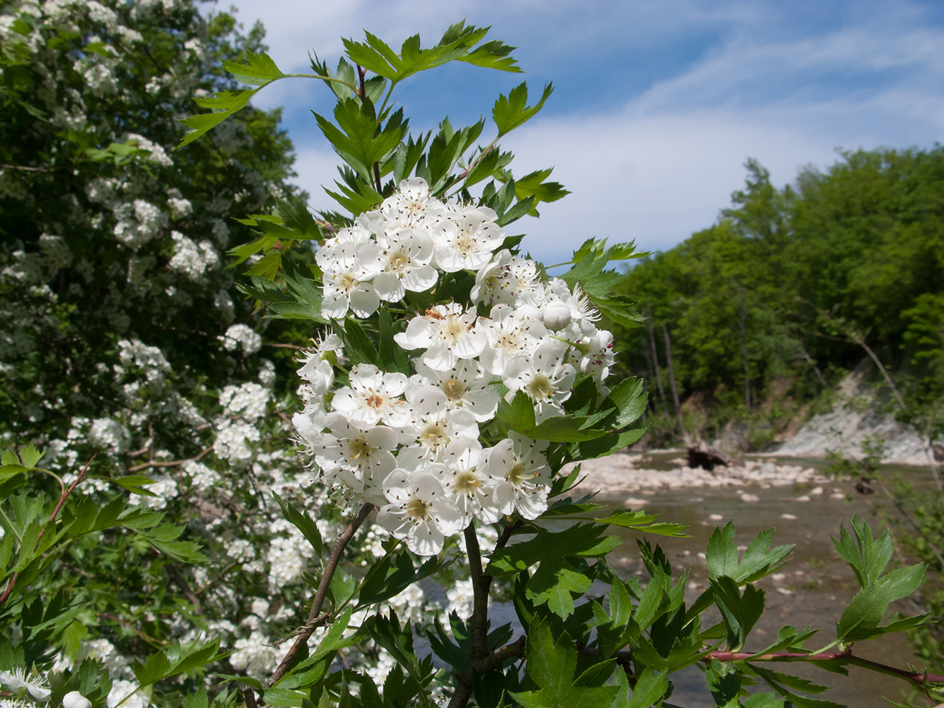 Image of Crataegus rhipidophylla specimen.