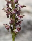 Anacamptis coriophora подвид fragrans