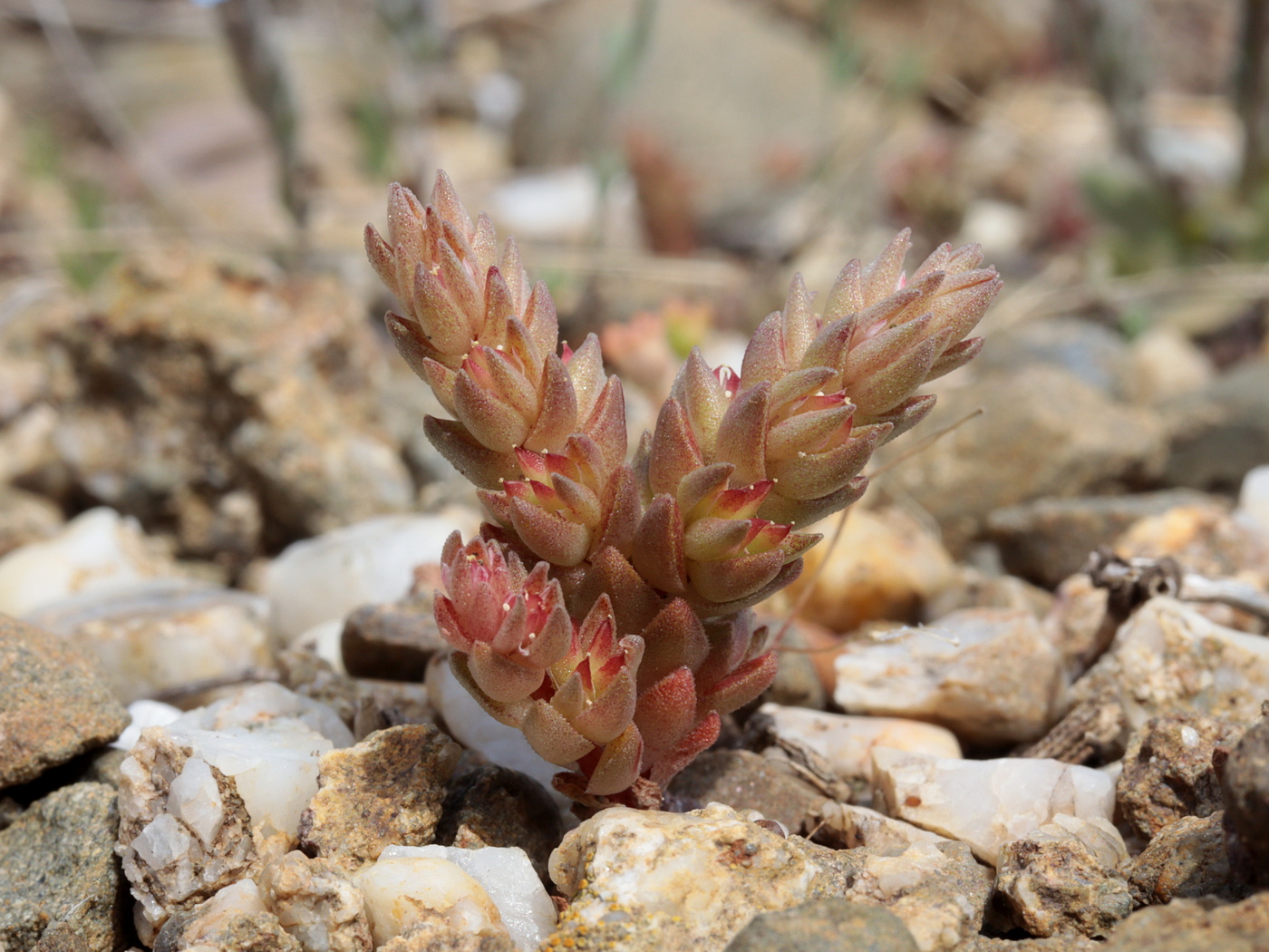 Image of Macrosepalum aetnense specimen.