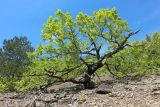 Quercus petraea. Растение со стволом необычной формы и молодыми листочками. Краснодарский край, м/о г. Геленджик, окр. с. Тешебс, Прохаскина балка, глинисто-щебнистый осыпной склон. 23.04.2023.