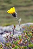 Hieracium alpinum. Верхушка цветущего растения; на переднем плане - побеги Empetrum hermaphroditum. Мурманская обл., окр. пос. Дальние Зеленцы, тундра на склоне сопки. 03.08.2010.