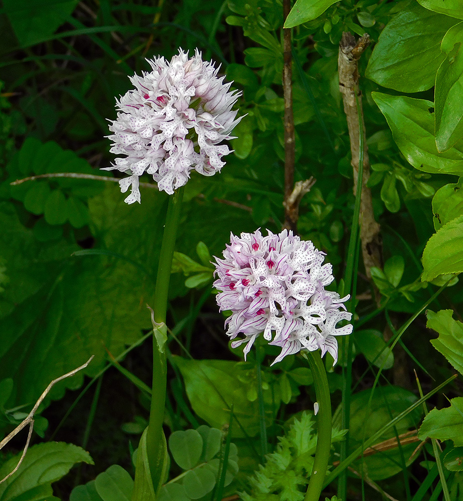 Изображение особи Neotinea tridentata.