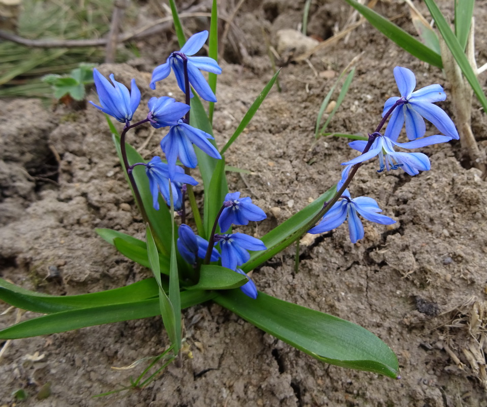 Изображение особи Scilla siberica.