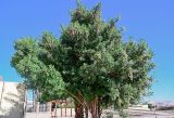 Conocarpus erectus. Крона цветущего и плодоносящего дерева. Египет, мухафаза Кена, г. Дандара, в культуре. 07.05.2023.