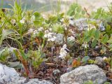 Euphrasia petiolaris