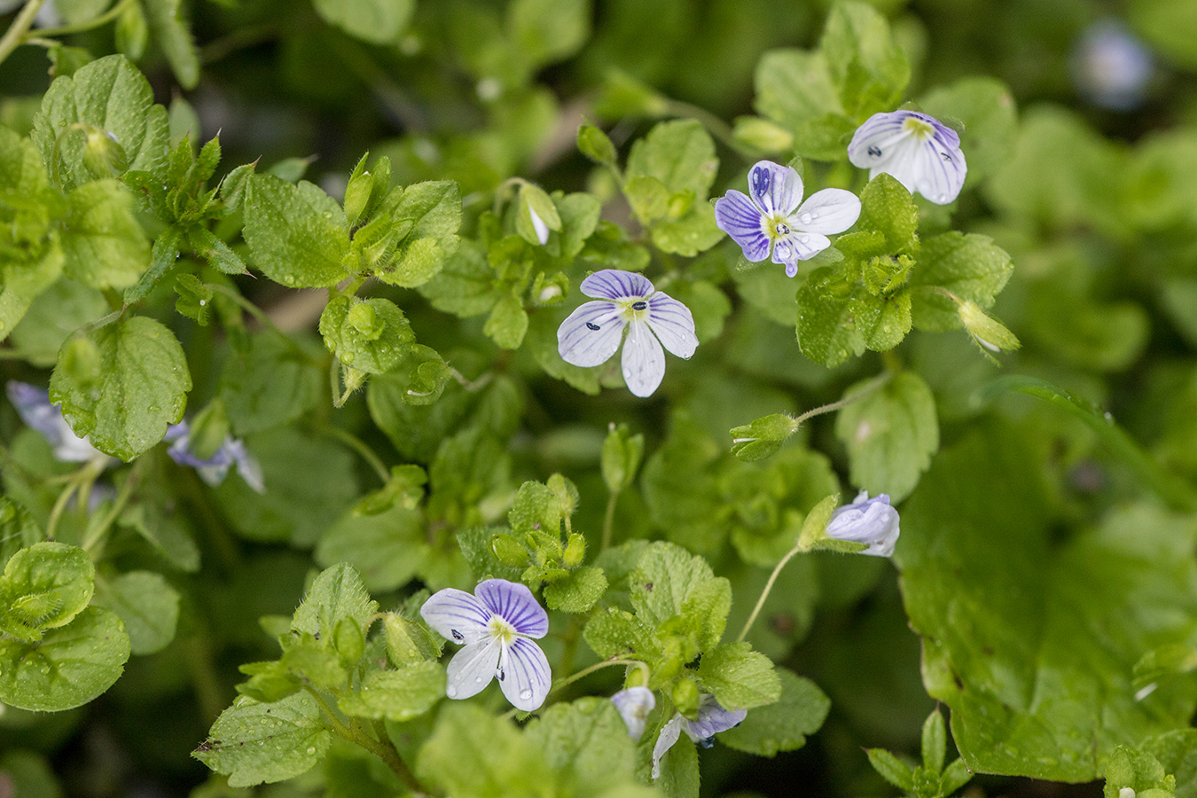 Изображение особи Veronica filiformis.