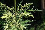 Urtica cannabina