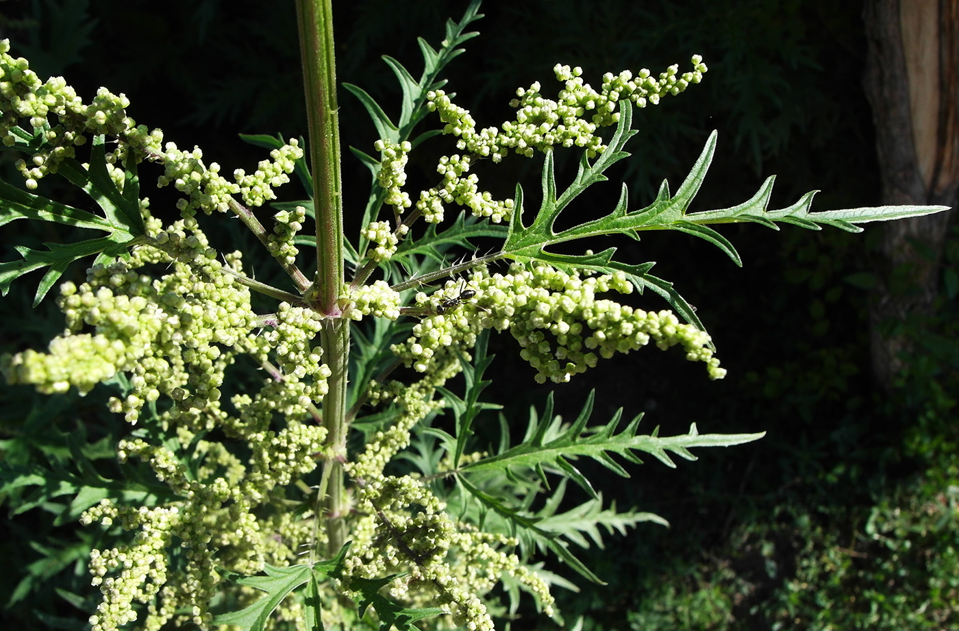 Image of Urtica cannabina specimen.