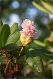 род Rhododendron. Развивающееся соцветие и листья. Санкт-Петербург, Курортный р-н, г. Сестрорецк, парк \"Дубки\". 23.06.2023.