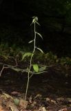 Cardamine bulbifera