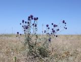 Echinops biebersteinii