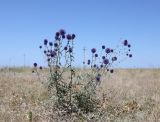 Echinops ruthenicus. Цветущее растение. Крым, Арабатская стрелка, окр. с. Соляное, закреплённые пески. 30 июля 2023 г.