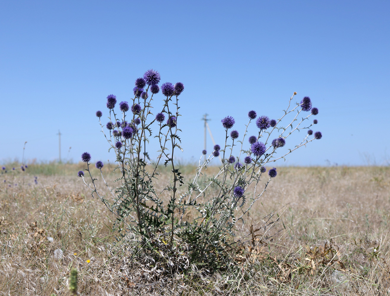 Image of Echinops biebersteinii specimen.
