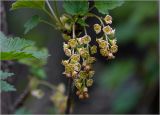 Ribes rubrum